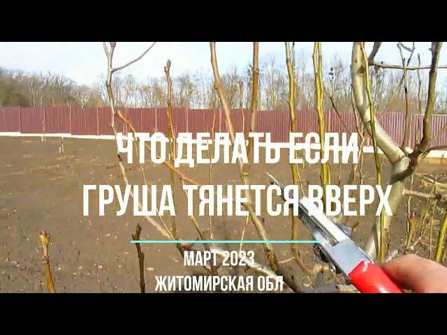 Что делать если груша тянется вверх.  Три года от посадки.