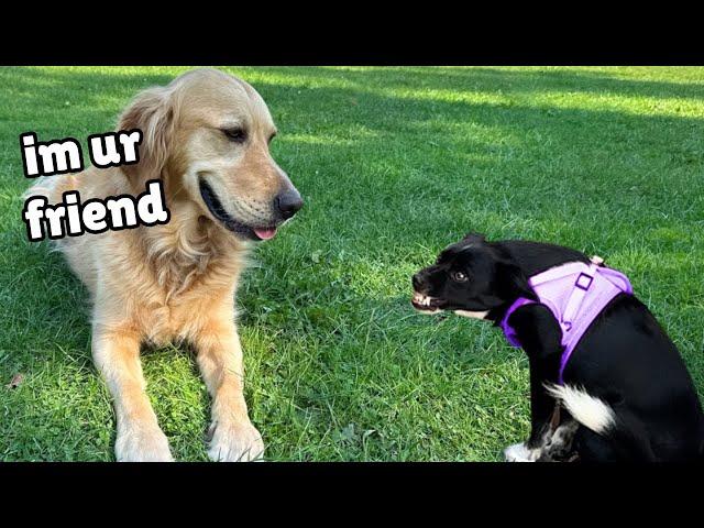 How my Gentle Golden Retriever Transformed this Terrified Rescue Puppy