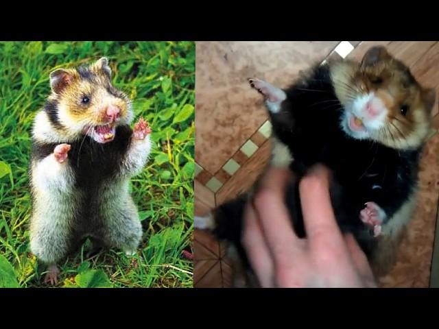 Fluffy RAGE! Woman tamed WILD hamster