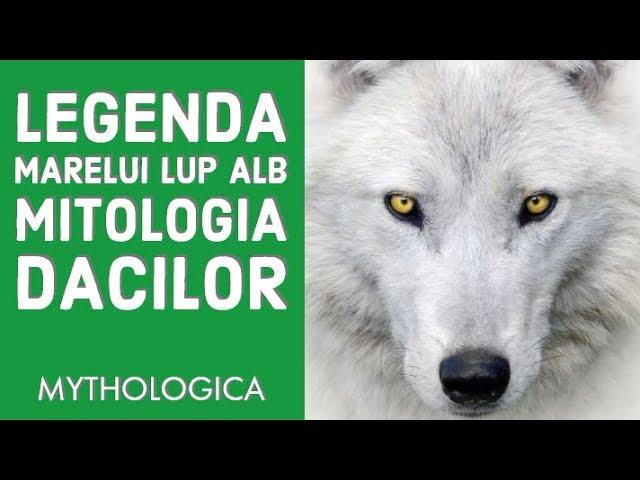 Mitologia dacilor: Legenda Marelui Lup Alb, protectorul Daciei si preotul lui Zalmoxes