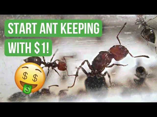 How To Start Ant Keeping With Less Than $1 | BRUMA Ants