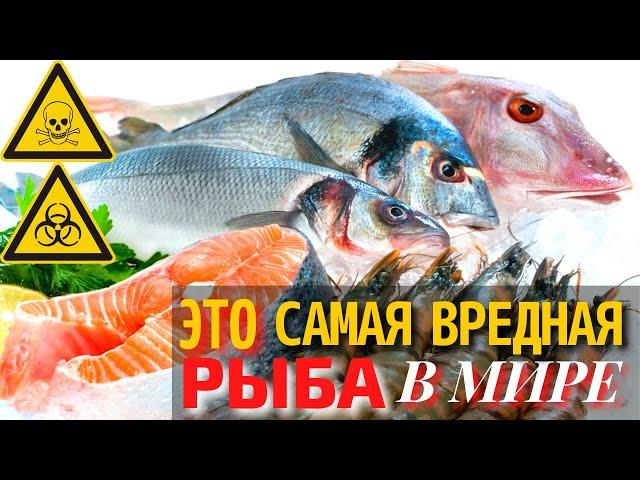 Самая Вредная Рыба в Мире | Самая Опасная для Здоровья Рыба