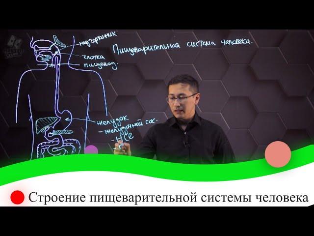 Строение пищеварительной системы человека. 8 класс.