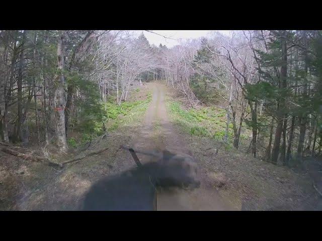 Brown bear attacks truck in Japan