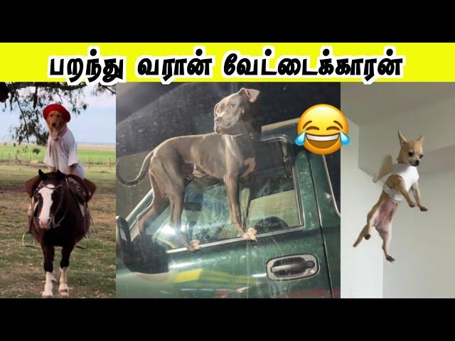 சாகசம் செய்யும் விலங்குகள்  | பறந்து வரான் வேட்டைக்காரன் | Hoomans