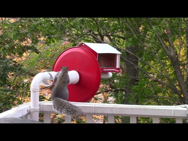 A True Anti-Squirrel Bird Feeder That Works