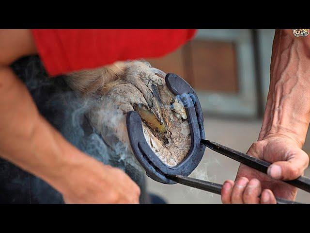 Why horses are shod when wild horses do just fine without horseshoes