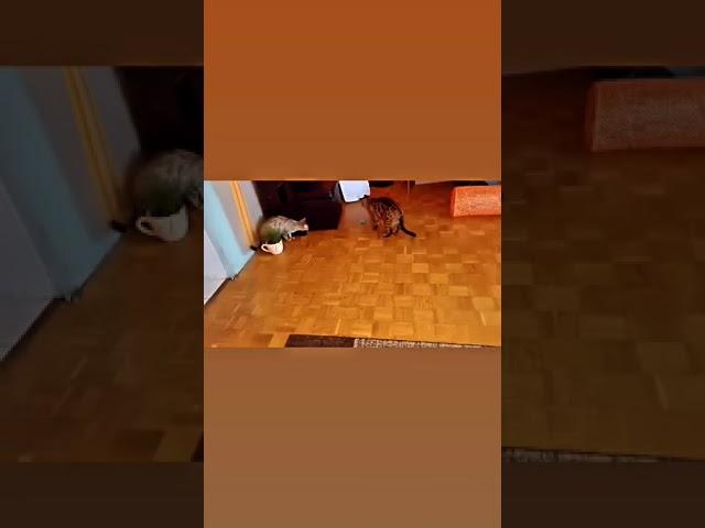Котики и новая игрушка!