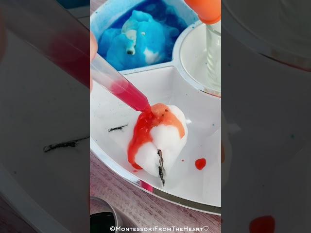 Fizzing Polar Regions Arctic Animals STEM Kids Science Experiment #montessoripreschool #preschool