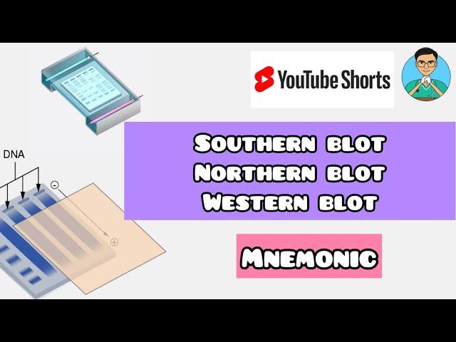 Southern blot vs Northern Blot vs Western blot -mnemonic | Biochemistry | #shorts