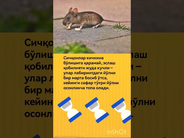 Sichqonlar eslab qolish qobilyati..#shorts #tiktok #animals #shortvideo #tiktokvideo #facts #rek