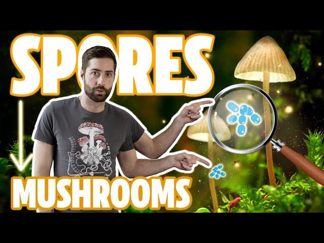 ️ Understanding The Mushroom Life Cycle - From Spores To Mycelium To Mushroom And Back Again!