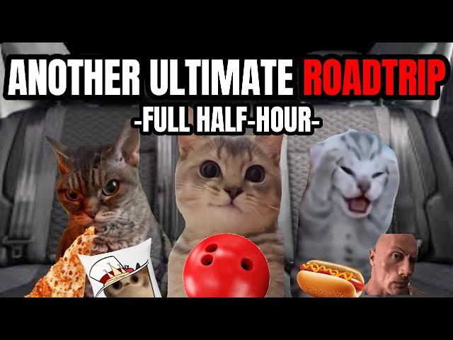 CAT MEMES: ROADTRIP FULL COMPILATION