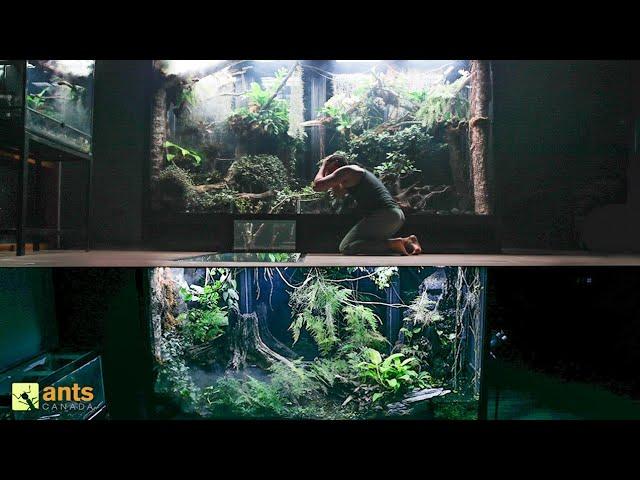 I Connected My Two Giant Rainforest Vivariums Together