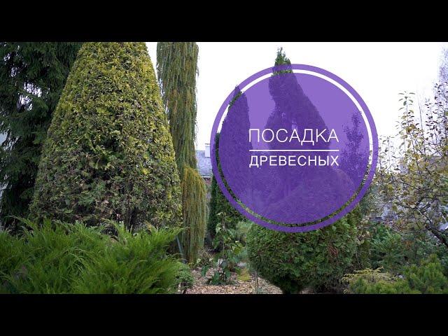 КАК САЖАТЬ ДРЕВЕСНЫЕ РАСТЕНИЯ