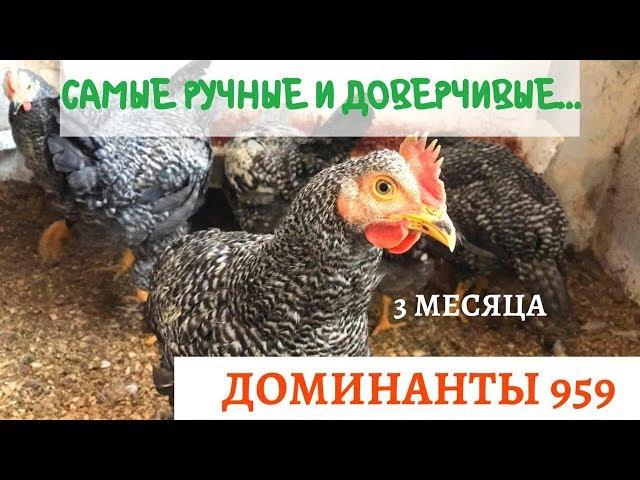 Доминанты 959. Самые Ручные и Доверчивые Куры! 3 месяца