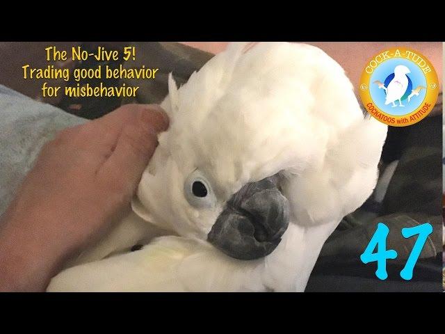 Training Good Bird Behaviour | Ep.47: No Jive 5 Parrot Training | Cockatude: Cockatoos with Attitude