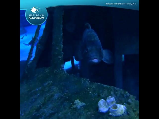 Antalya Aquarium |derin dünya | deep world!