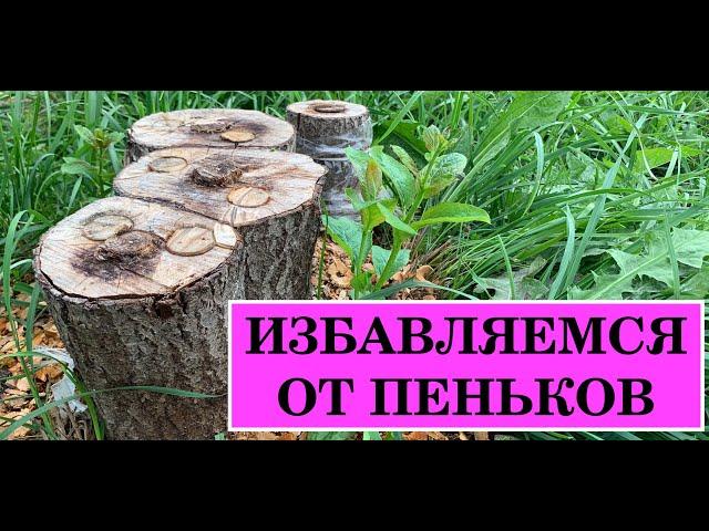 КАК ИЗБАВИТЬСЯ ОТ ПЕНЬКОВ БЕЗ ТЕХНИКИ. УДАЛЯЮ ПНИ БЕЗ КОРЧЕВАНИЯ