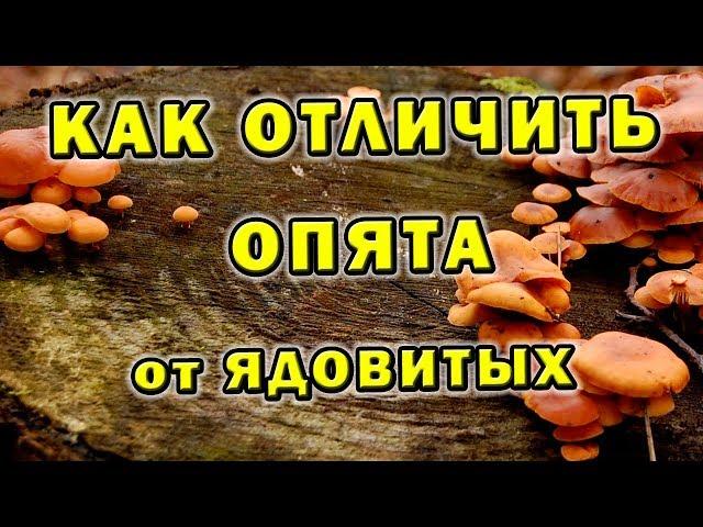 Как отличить опята ложные от настоящих - Съедобный гриб