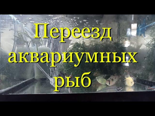 Экстремальный незапланированный срочный переезд аквариумных рыб. Перевозка аквариума.