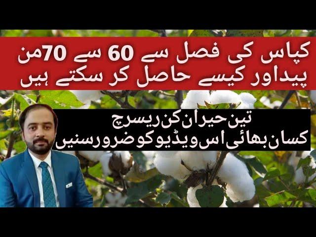 How to increase Cotton Crop Yield|How to gain the Maximum Yield of Cotton Crop|CottonCropHighYield