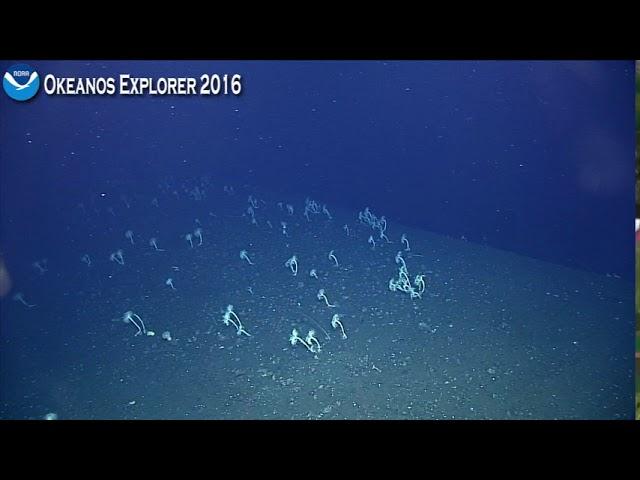 EX1605L1 Dive 19 May 10 2016 Hour 5 Bottom Okeanos Explorer ROV Dive