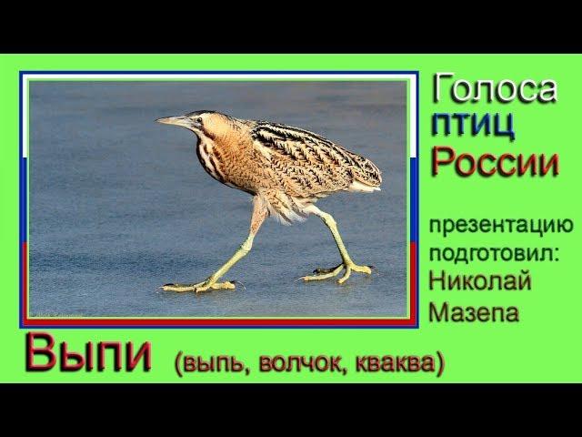 Выпи. Голоса птиц России