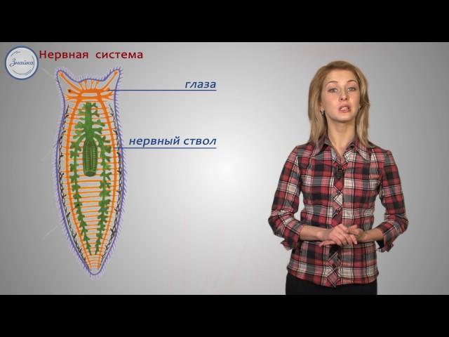 Биология 7 класс. Тип плоские черви