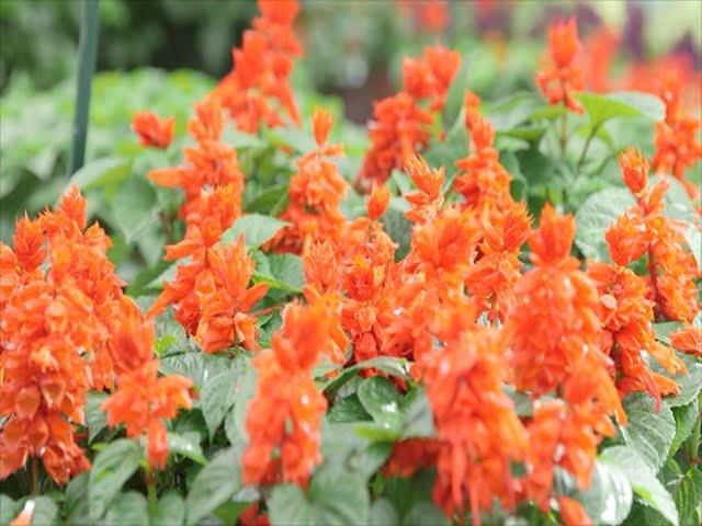 Salvia