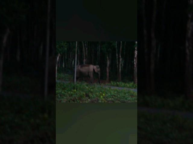 Suddenly the elephant Chased me #elephant #elephantencounter #wildencounter #northbengal #nature