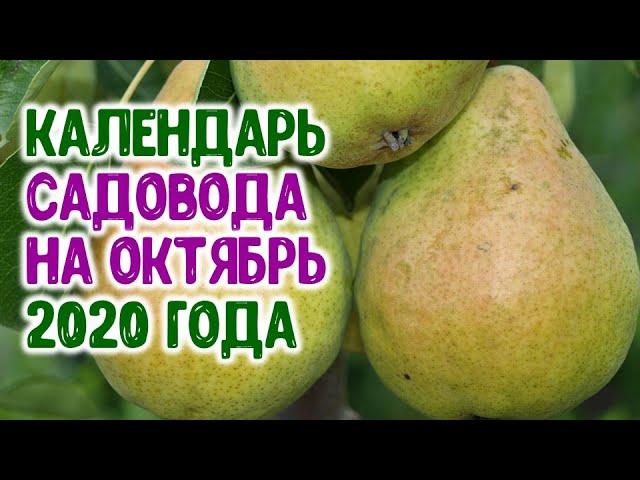 Лунный календарь садовода на октябрь 2020 года. Агро гороскоп на октябрь 2020