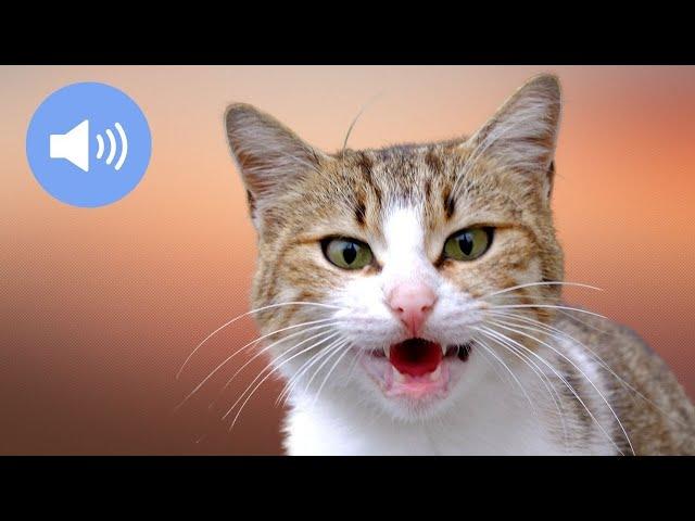  CATS MEOWING - Make Your Cat or Dog Go Crazy! - Sound Effect