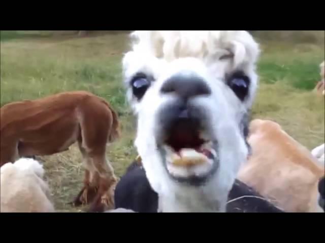 10 Funniest Alpaca Videos