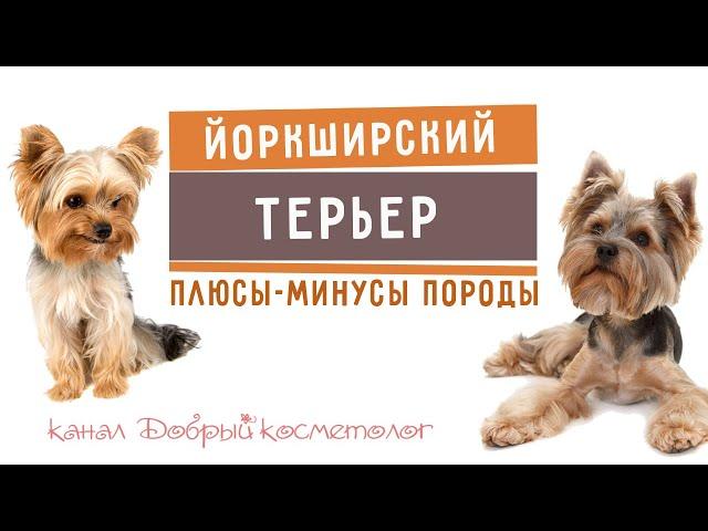 Йоркширский терьер - плюсы и минусы породы | Три килограмма счастья