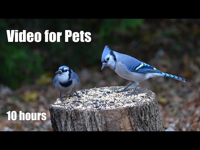 Backyard Birds and Squirrels in Fall - 10 Hour Cat TV for Pets and People to Watch - Nov 13, 2024