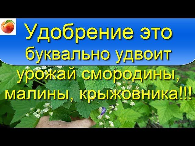 Лучшее удобрение Удвоит урожай Чудо-подкормка для смородины малины! Очень просто! Сибирский Сад