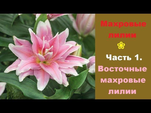  Махровые лилии. Часть 1. Восточные махровые лилии