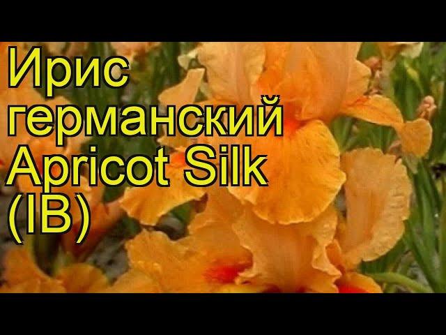 Ирис германский Apricot Silk (IB). Краткий обзор, описание характеристик, где купить саженцы