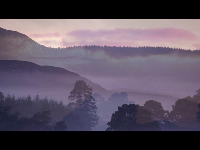 RSPB Nature Reserves - A dawn chorus soundscape