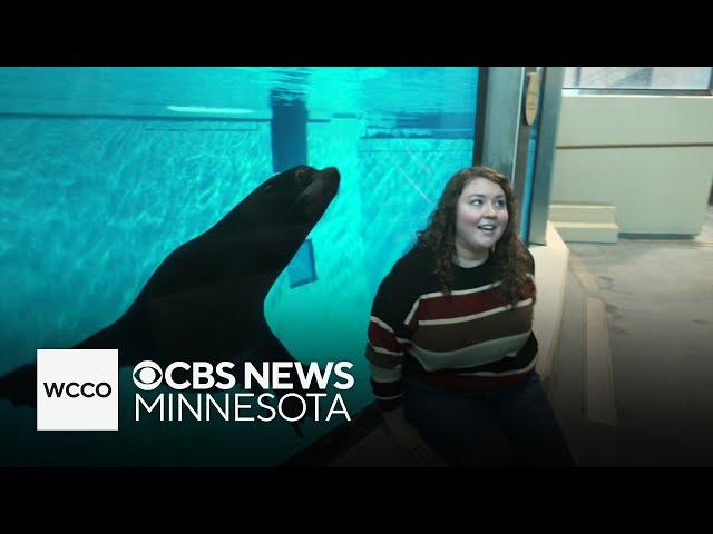 Minnesota Zoo introduces five new sea lions