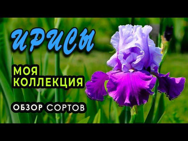 Ирисы бородатые. Обзор сортов моей коллекции