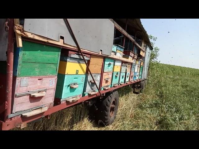 основной медонос подсолнух