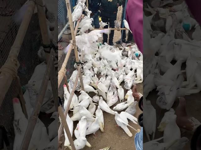 Sehzad Bhai Loni pets market #shorts #pigeon #kabutar #pigeons #kabootar