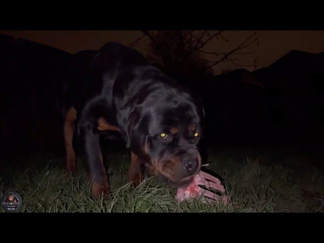 Feeding Our Rottweilers RAW Ribs