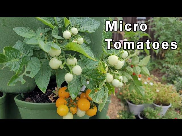 Micro Tomatoes - The Perfect Tomato For Beginners - Comparing Two Types