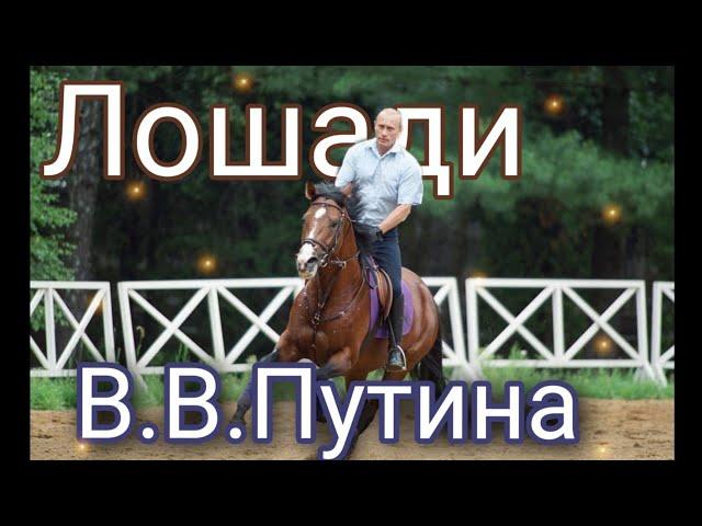 Лошади В.В.Путина