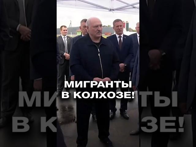 Узбеков устроили в белорусский колхоз! Что изменилось в хозяйстве? #shorts