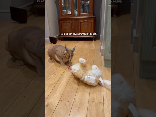 Izjuma went too far… #petsies
