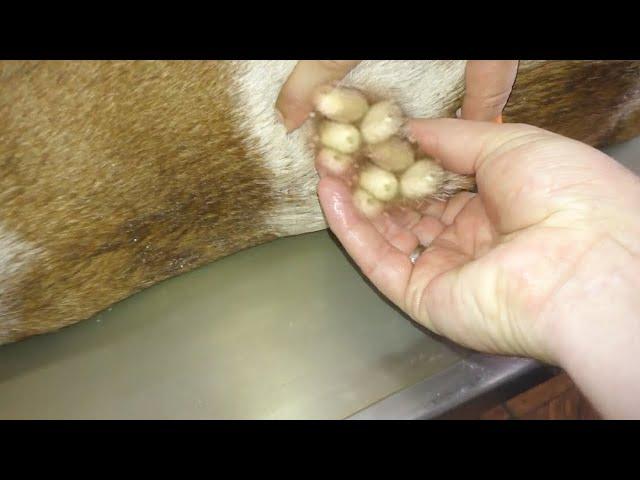 Remove maggot from dog skin || Mangoworms Removal #34